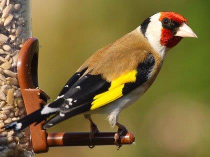 Carduelis carduelis